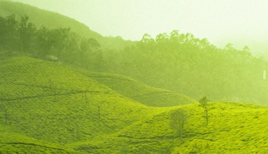 Misty green tea gardens rolling over the hills of the Western Ghats in India, embodying the essence of tranquility